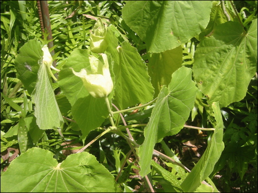 abutilon-sandwicense-3.jpg