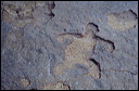 northshore-petroglyph-22